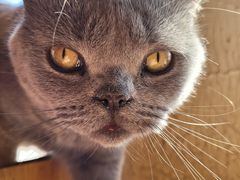 -猫小院猫主题餐厅(南锣旗舰店)