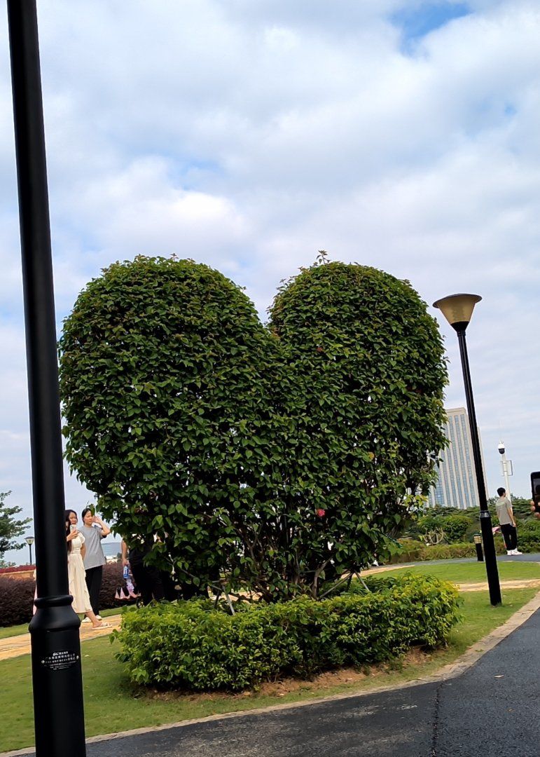 东莞植物园超出片的爱心树!