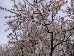 -桃花堤公园