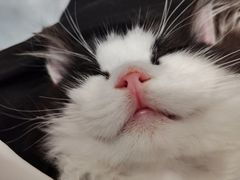 -楼上猫咖(罗湖店)