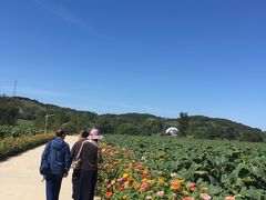 -莲花山花海