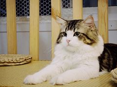 -柴迷FANS CLUB·柴犬狗咖·猫咖