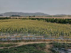 -光明小镇欢乐田园