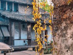 -乌镇景区