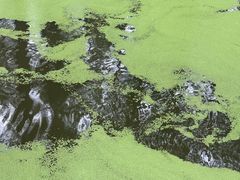-渌洋湖湿地公园