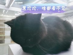 -极木²邸 人与宠物·互动社区