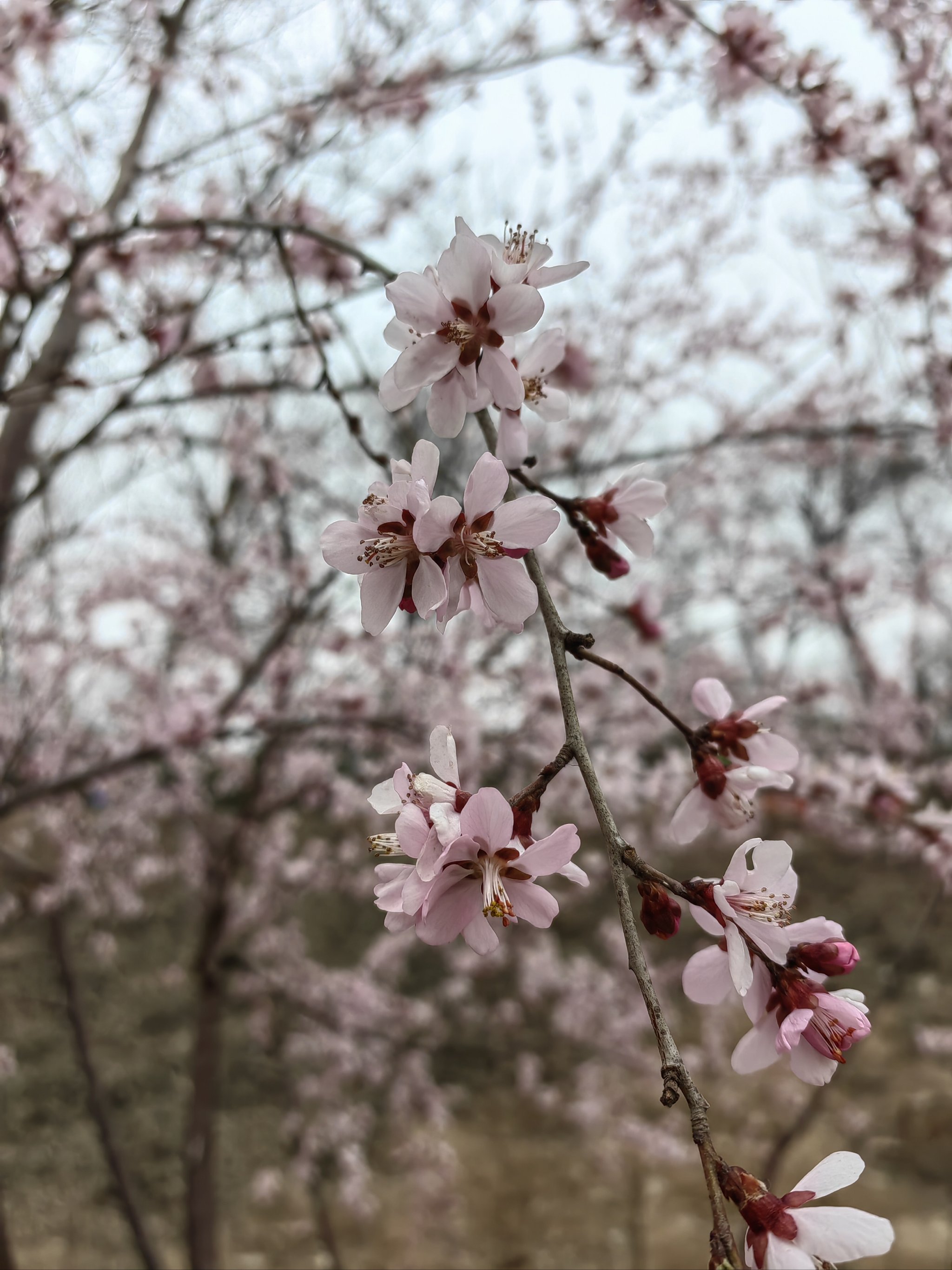 赏桃花 真实图片