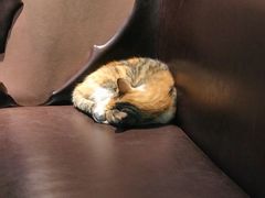 -真真鲜馄饨店(启蒙路店)