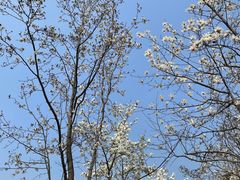 -梅花山(明孝陵内)