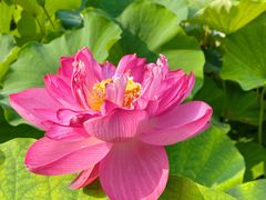 -莲花池公园