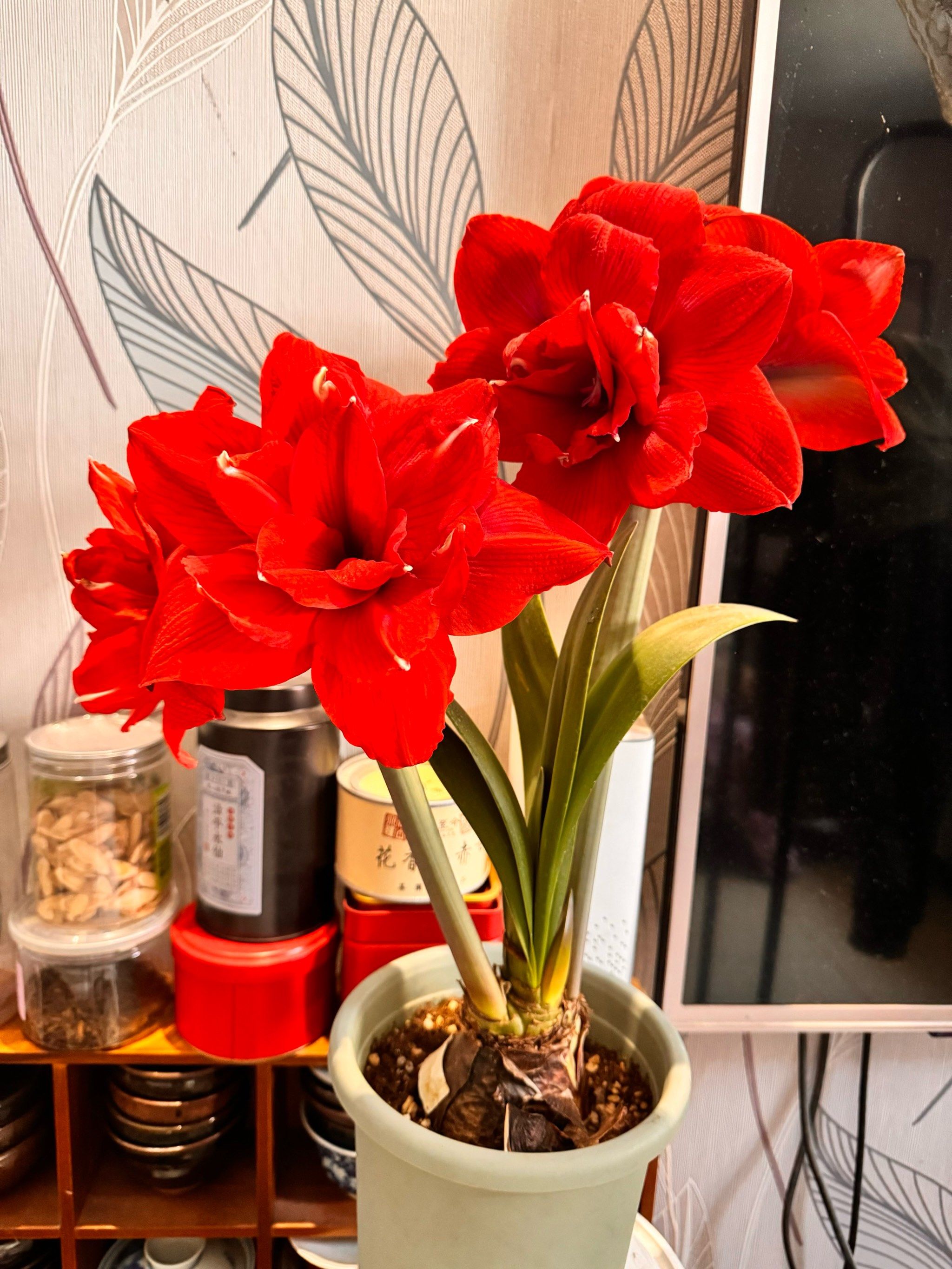 朱顶红国王开花了