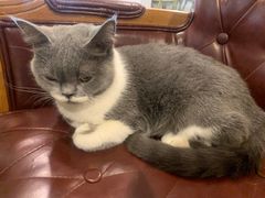 -猫小院猫主题餐厅(三里屯店)