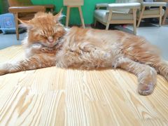 -藏猫猫咖啡主题馆(中央大道店)