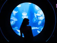 -成都浩海立方海洋公园