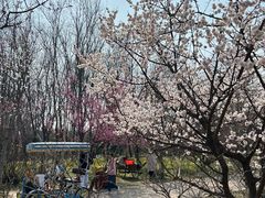 -洛阳市隋唐城遗址植物园