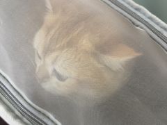 -宠福鑫动物医院(城北分院)