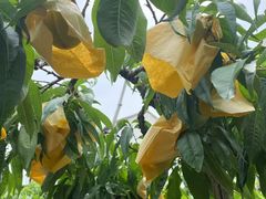 -老袁家蜜桃农场·阳山水蜜桃