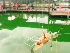 -小象钓虾·营地烧烤(洛溪店)