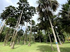 -中国科学院西双版纳热带植物园