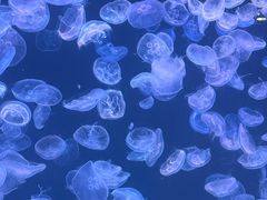 -大连老虎滩海洋公园