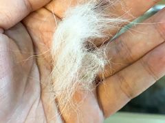 -Husky Go! 哈士奇体验馆·宠物咖啡厅狗咖