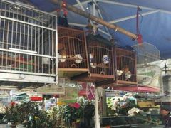 -曲阳花鸟市场(曲阳路店)