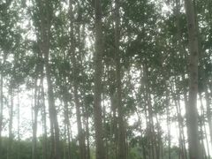 -仁和公园(顺义区)