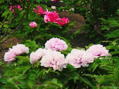 -莲花池公园