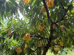 -老袁家蜜桃农场·阳山水蜜桃