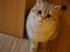 -気楽亭和食料理(气乐亭大世界本店)
