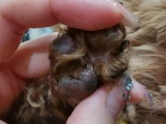 -宠爱国际动物医院· 猫科· 外科·中兽医(长白店)