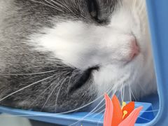 -爱侣宠医·鹦鹉专科·小型哺乳类·异宠专科(灵石路店)