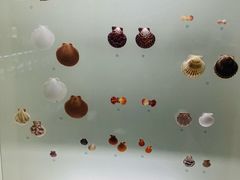 -青岛贝壳博物馆