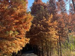 -溱湖国家湿地公园