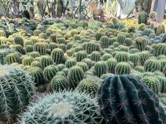 -深圳仙湖植物园