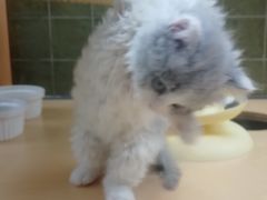 -帕帕拉兹宠物(亚洲旗舰店)