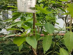-广州神农草堂中医药博物馆
