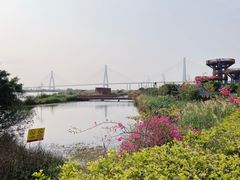 -芒洲湿地公园