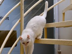 -有猫主题·治愈系猫咖(曾厝垵店)