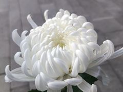 -侵华日军南京大屠杀遇难同胞纪念馆-停车场
