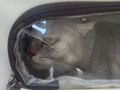 -艾贝尔宠物医院 ·内科全科(梁溪路店)