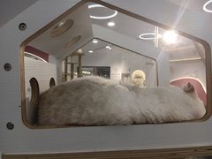 -喵园·猫主题咖啡厅·撸猫·猫咖(国贸店)