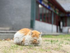 -护国法轮寺