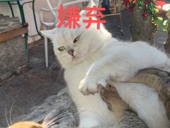 -喵屿·大理花园猫咖