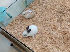 -怪兽屋·羊驼·猫咖·狗咖(俊华广场店)