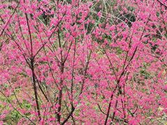 -广州白江湖森林公园