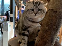 -more than meow吴止猫主题餐厅(承德 中船汇店)