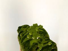 抹茶咩咩包-奈雪的茶(湖滨银泰in77C区PRO店)