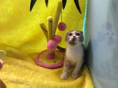-爱宠屋pet shop·宠物洗澡·宠物美容