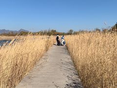 -野鸭湖国家湿地公园